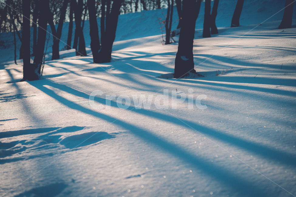 plant,식물,tree,나무,그림자,눈,snow,겨울,계절,winter,season,자연,풍경,nature,landscape