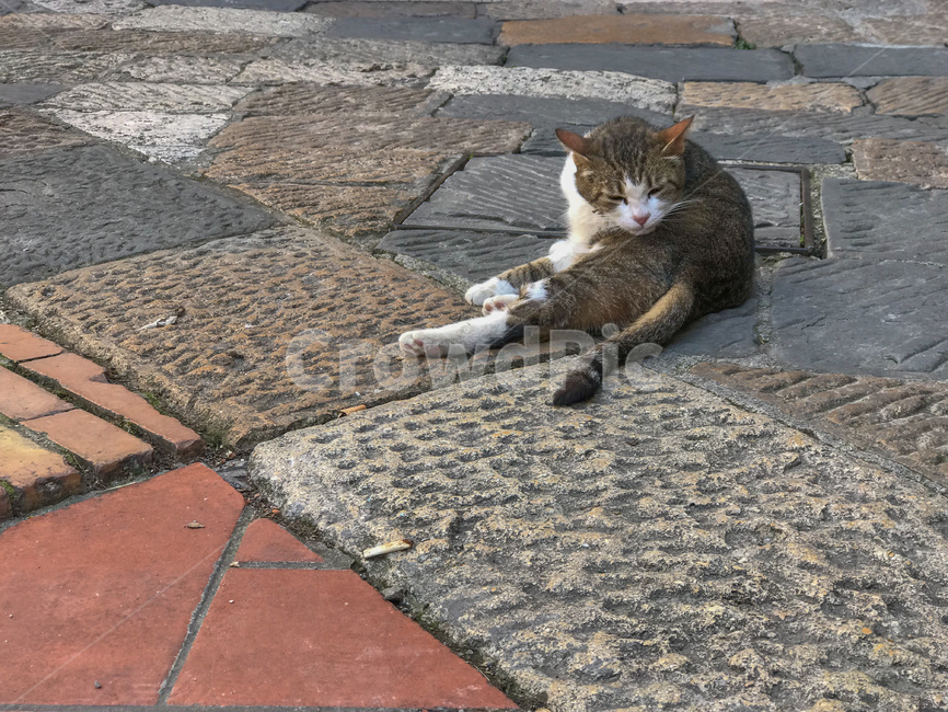 고양이,길고양이,길냥이,앉은,cat,동물,animal,고등어태비,냥이,야옹,귀여운,kitty