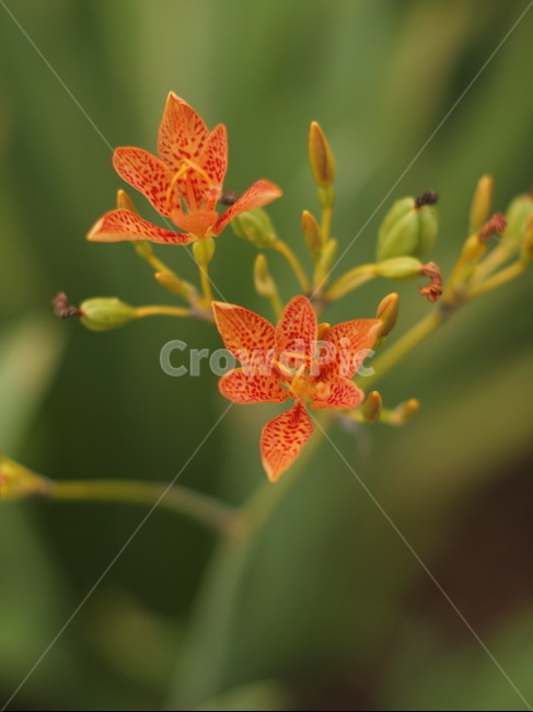 꽃,flower,blossom,식물,plant,봄,식물,자연,plants,nature