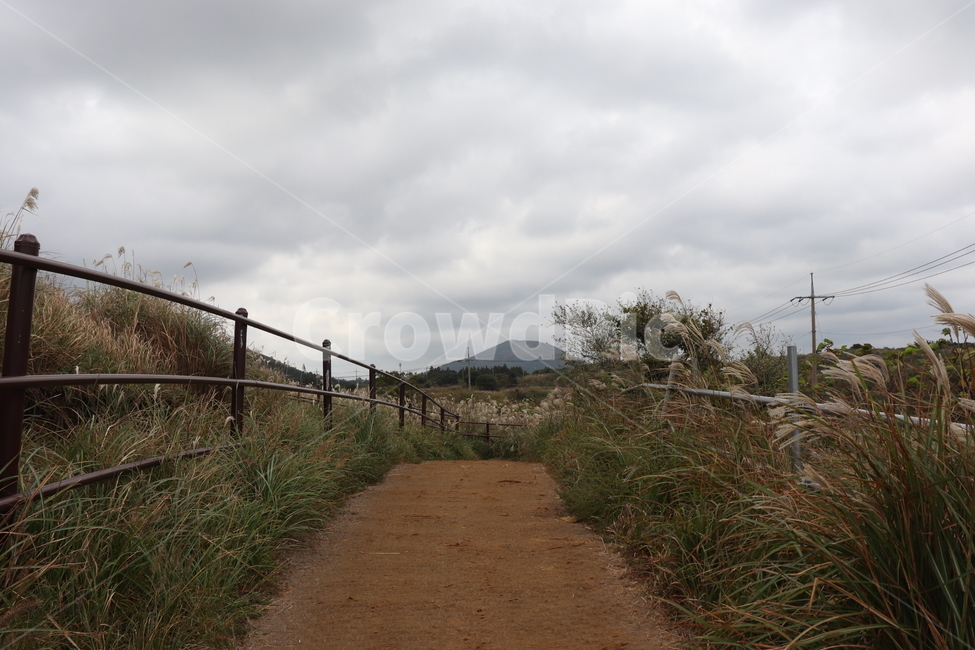 자연,nature,plant,식물,잔디,길,옥외