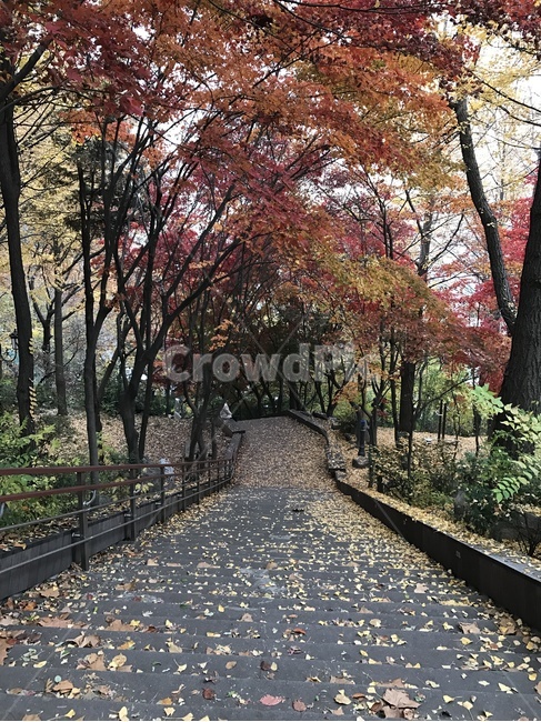가을,단풍,산책로,계단,낙엽,가을,계절,fall,autumn,season,tree,나무,plant,식물,path,통로,leaf,잎,walkway,보도