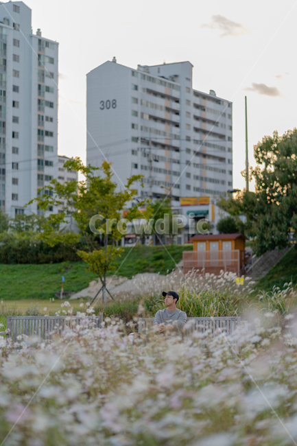 목화,노을,나무,꽃,가을,건물,아파트,인물,사람,인간,구름,human,person,가을,계절,fall,autumn,season,사람,인물,인간,human,person,남성,남자,man,male