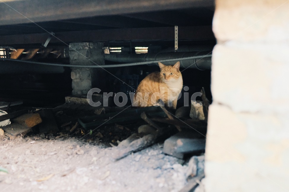 고양이,길고양이,치즈고양이,캣맘,동물보호,경계심,호기심,담장,구석,cat,cheesecat,curiosity