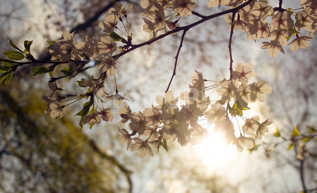 벚꽃,벚나무,나무,꽃,flower,blossom,식물,plant,식물,자연,plants,nature,꽃,flower