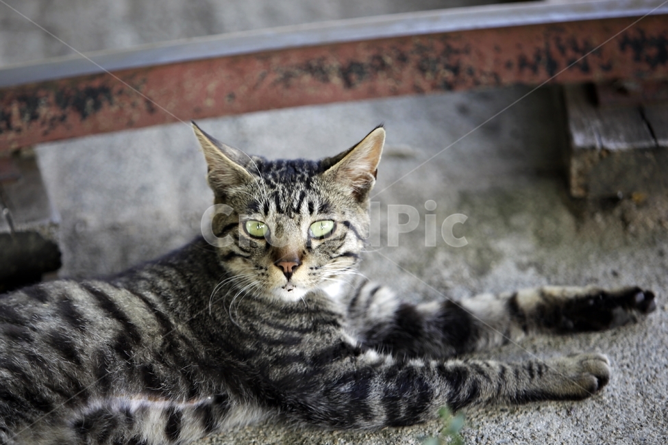 길냥이,고양이사진,길냥이사진,cat,시크길냥이,동물,animal,포유류,mammal,고양이,cat,kitten,kitty