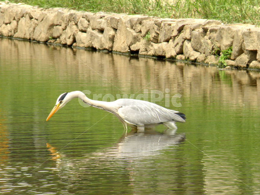 동물,학,조류,새,왜가리,불광천,동물,animal,조류,새,birds