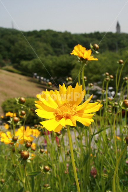 금계국,식물,flower,꽃,노란꽃,plants,nature,식물,자연,plants,nature,꽃,flower