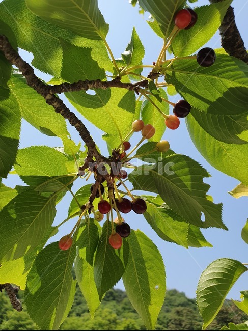 봄날씨,산,열매,경치,자연
