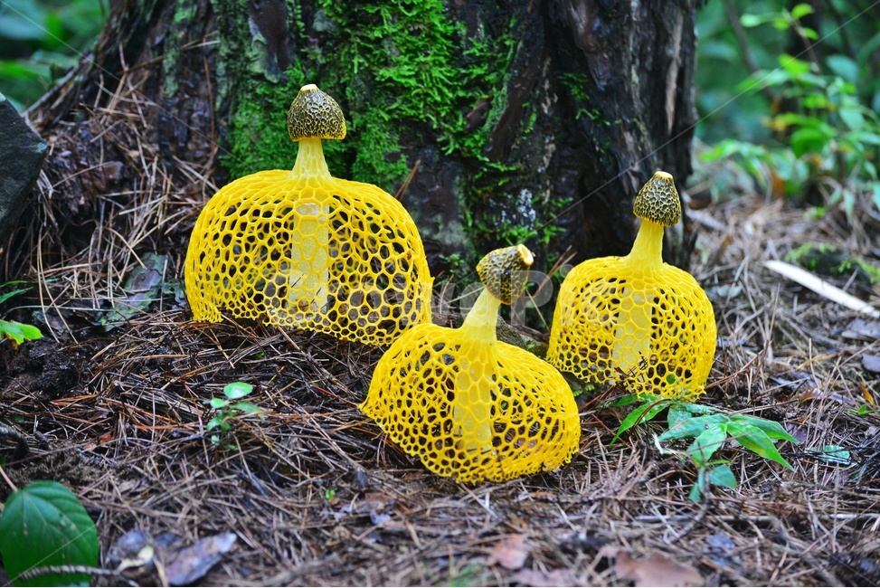 plant,식물,fungus,진균류,버섯,망태,망태버섯,노랑,노랑망태버섯,독버섯,여름,계절,습지,포자,자연,버섯,mushroom