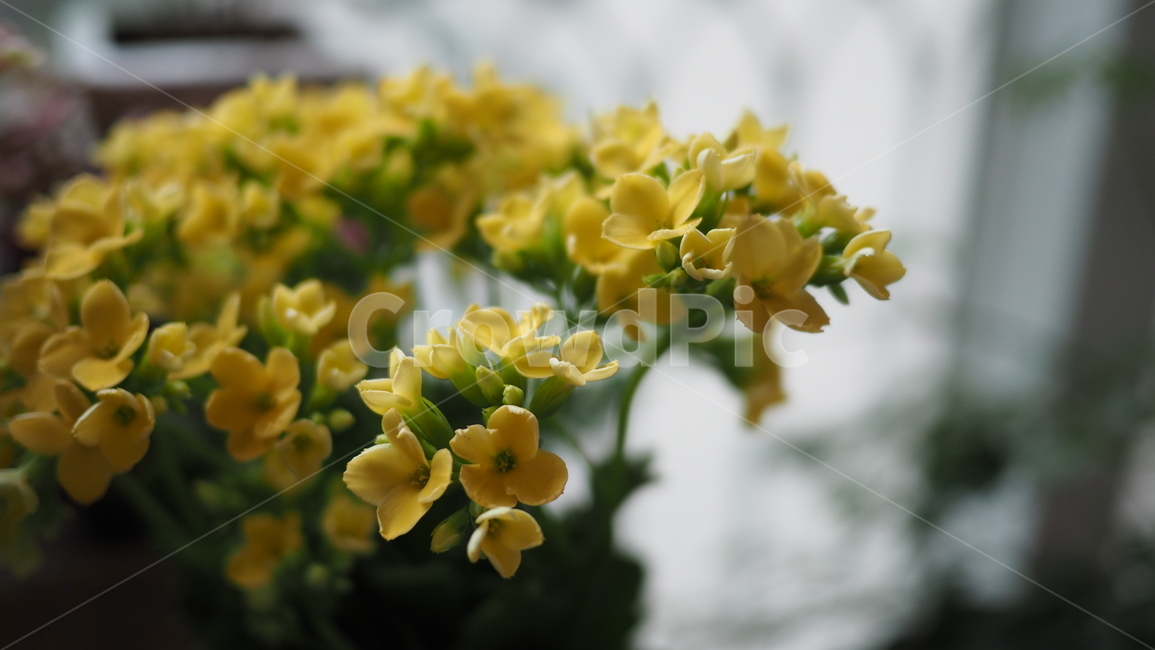 꽃,노란꽃,노란색,아웃포커스,flower