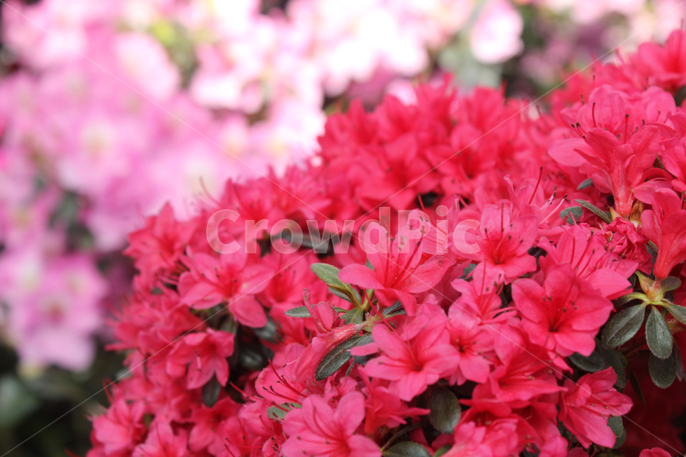 꽃,꽃다발,봄,봄꽃,정원,풍경,자연,식물,자연,plants,nature,꽃,flower