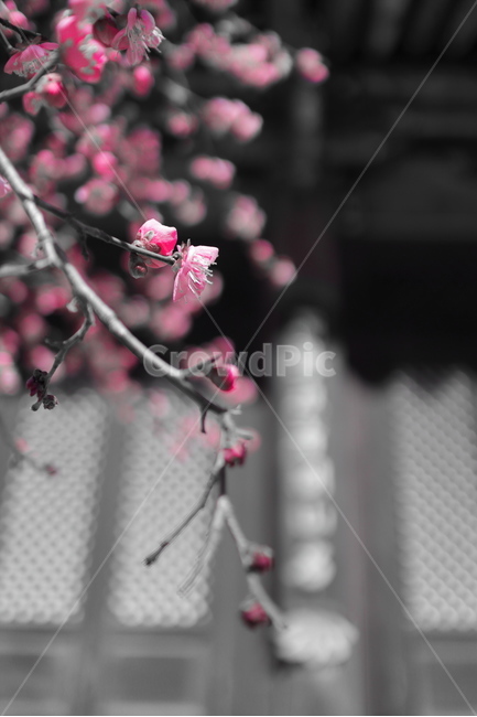 봄,통도사,홍매화,모노크롬,지장매,봄,계절,spring,season,식물,자연,plants,nature,꽃,flower,plant,blossom