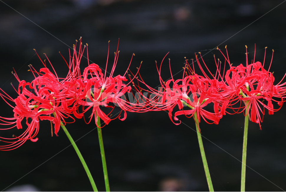 꽃,flower,plant,식물,꽃무릇,식물,자연,plants,nature,꽃,flower