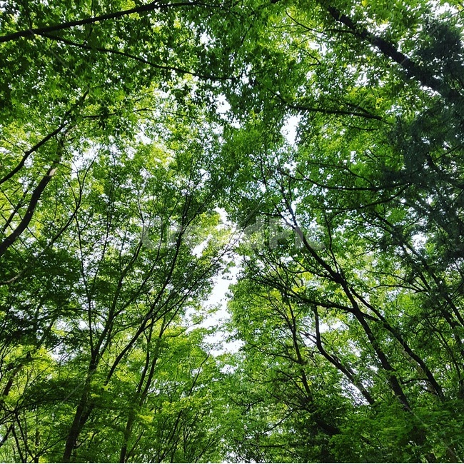 산,나무,tree,forest,숲