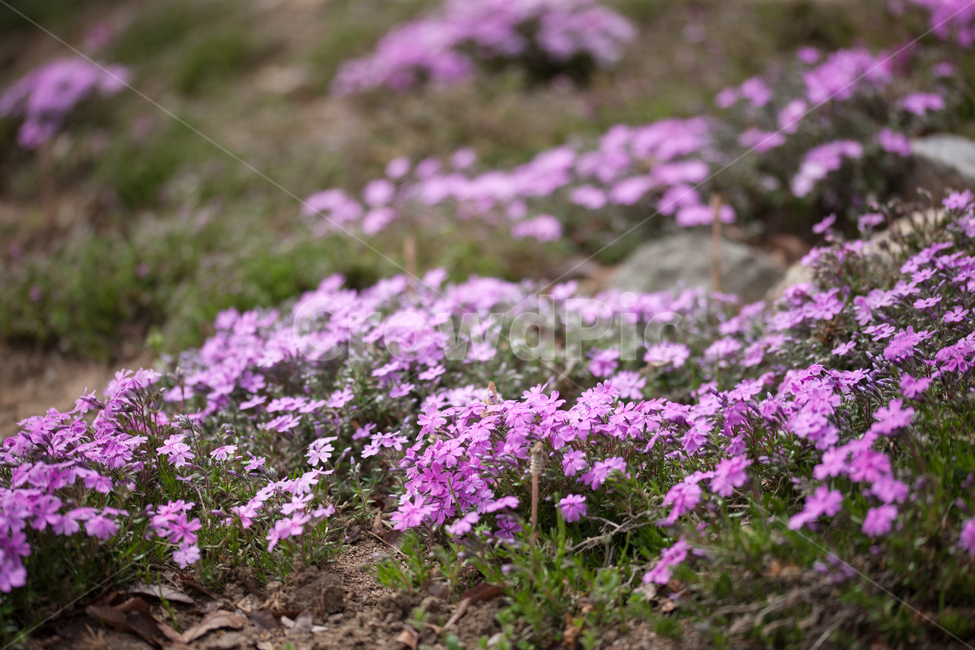 spring,flower,봄,꽃,꽃잔디,봄,계절,spring,season,식물,자연,plants,nature,꽃,flower,blossom,geranium,제라늄,plant