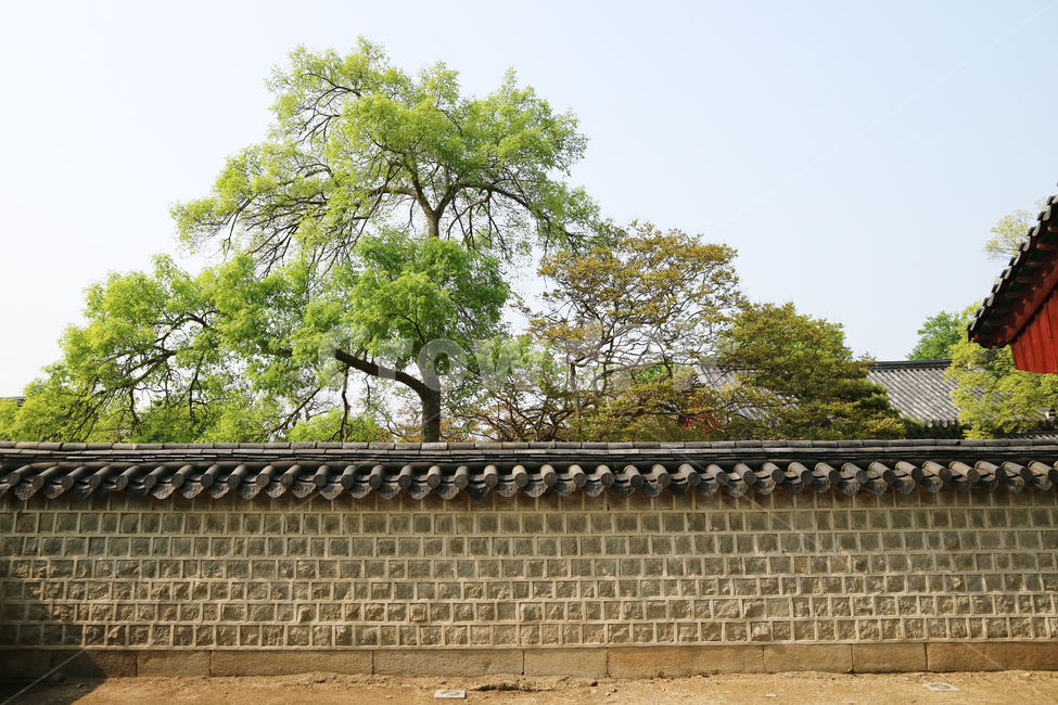 전주,한옥마을,기와,벽,나무,전통,역사,한국전통,한국문화,korean traditional,korean culture,식물,자연,plants,nature,나무,trees,wood,건축물,건물외관,exterior,building,structure,architecture,construction