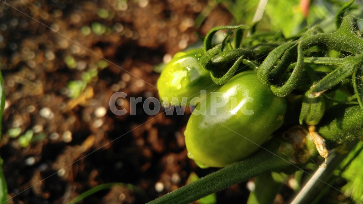 토마토,열매,식물,흙,녹색,갈색,배경,감성,계절,tomato,fruit,flants,soil,green,background,brown,emotional,season