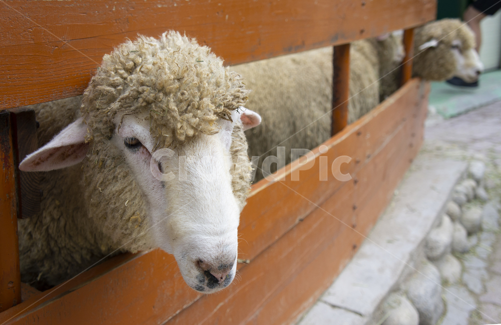 양,양떼목장,sheep,강원도,대관령,풀,목장,동물,animal,포유류,mammal,목축업,목장,livestock farming,ranching,pasture
