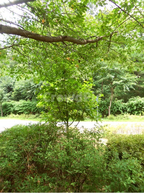여름공원,공원풍경,공원,나무,숲,자연,풍경,nature,landscape,tree,plant,식물,tree trunk,나무 줄기