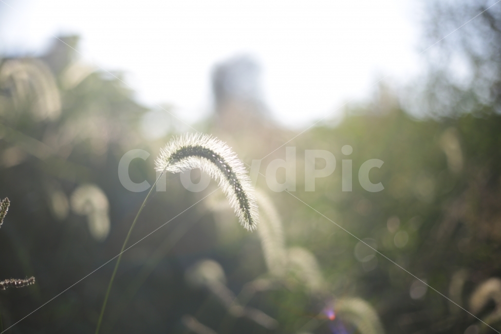 	꽃,자연,햇빛,5dmark3,하레이션,강아지풀,식물,자연,plants,nature,휴식,힐링,rest,relaxation,healing,감성,sensible,feeling
