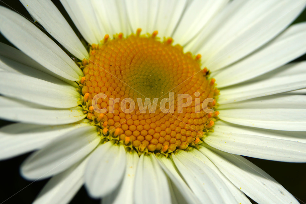 샤스타데이지,봄꽃,한국자연,꽃,꽃사진,플라워,flower,봄,spring,식물,plants,자연,nature,풍경,landscape,계절,season,snap,스냅,접사,macro,closeup,클로즈업,감성사진,감성,힐링,healing,느낌,feel,feeling,꽃밭,화단,꽃봉오리,5월,May,shastadaisy,봄,계절,spring,season,식물,자연,plants,nature,꽃,flower,blossom,daisy,데이지,plant,daisies