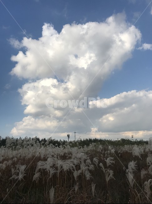 갈대,억새,가을,억새풀,갈대밭,fall,autumn,억새밭,순천,순천만,순천만정원,순천만국가정원,정원,국가정원,하늘,구름,풍경,순천만습지,습지,자연,nature,가을,계절,fall,autumn,season,grass,잔디,plant,식물,outdoors,옥외,weather,날씨