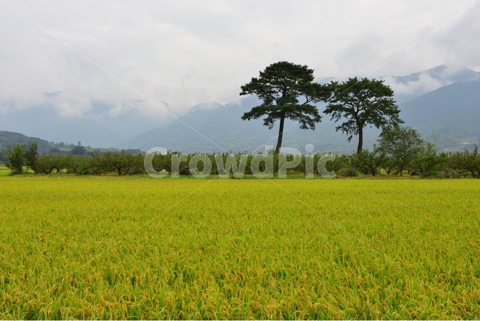 경남,하동,평사리,악양뜰,부부송,농업,농사,경작,벼,outdoors,옥외,grassland,목초지,field,들,nature,자연