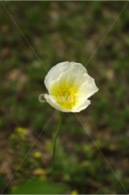 양귀비,식물,자연,꽃,flower,color,식물,자연,plants,nature,꽃,flower