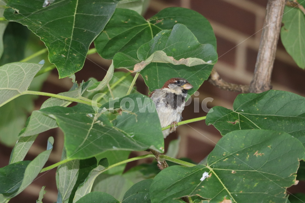 참새,나무,초록,새,자연,동물,animal,조류,새,birds