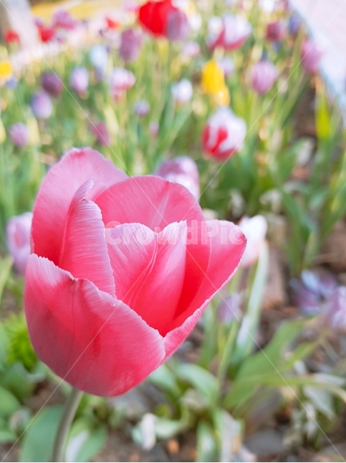 튤립,꽃,flower,plant,식물,식물,자연,plants,nature,꽃,flower
