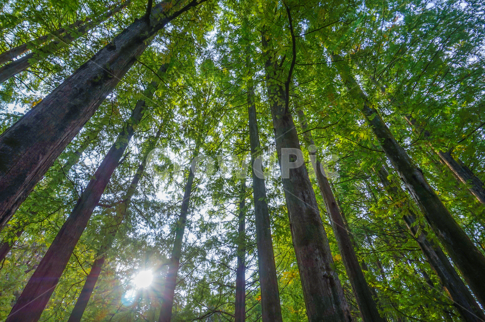 메타세콰이어,숲,여름메타세콰이어,metasequoia,메타세쿼이어,나무,아침숲,summerforest