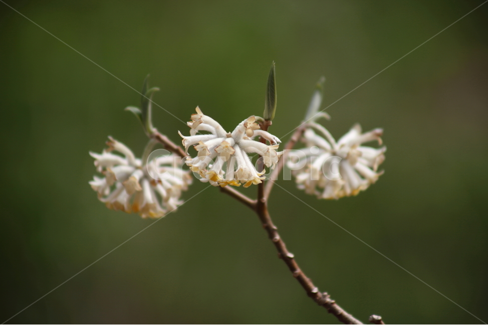 삼지닥나무,꽃,봄,삼지닥나무꽃,paperbush