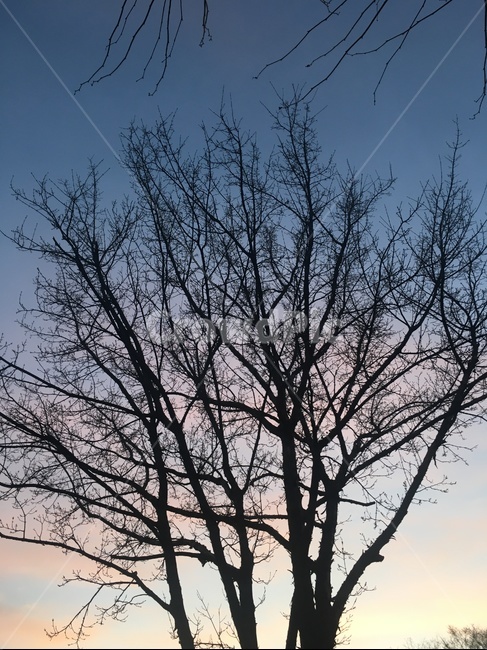 plant,outdoors,옥외,식물,tree,나무,nature,자연,landscape,cherryblossom,식물,자연,plants,nature,나무,trees,wood
