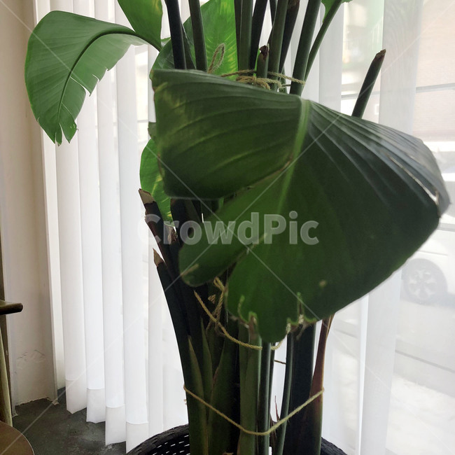 식물,나뭇잎,감성,푸르름,힐링,이파리,초록,식물,자연,plants,nature