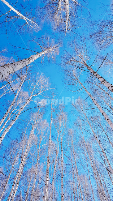 자작나무,겨울,하늘,나무,숲,계절,자연,nature,winter,감성,풍경,landscape