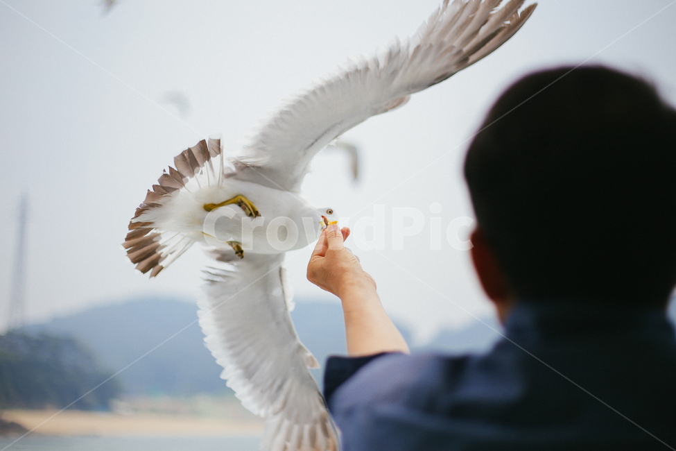 갈매기,바다,여행,여름풍경,갈매기새우깡,동물,animal,조류,새,birds,사람,인물,인간,human,person