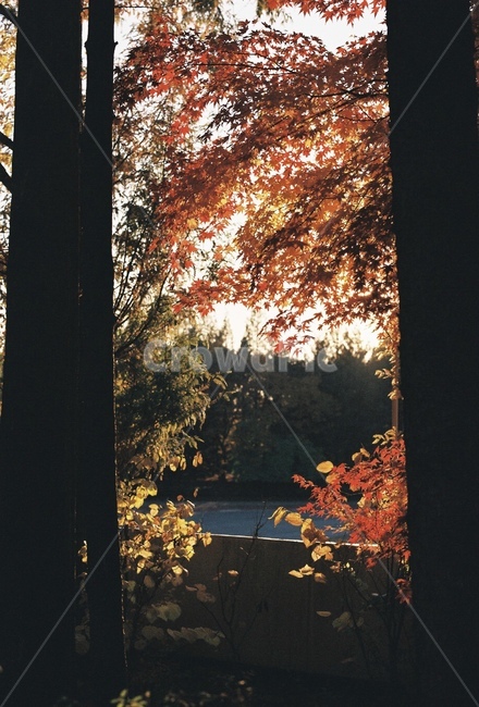 낙엽,단풍,역광,가을,운동장,나무,숲,fall,autumn,redleaves,woods,tree,nature,자연,backlight