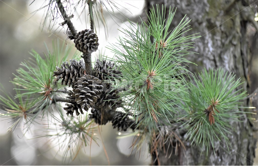 식물,역광,자연,소나무,솔방울,식물,자연,plants,nature,나무,trees,wood