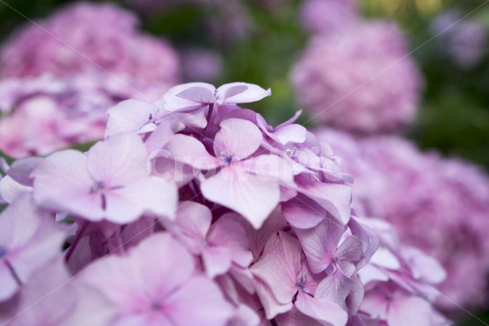 plant,식물,flower,geranium,꽃,blossom,제라늄,수국,식물,자연,plants,nature,꽃,flower