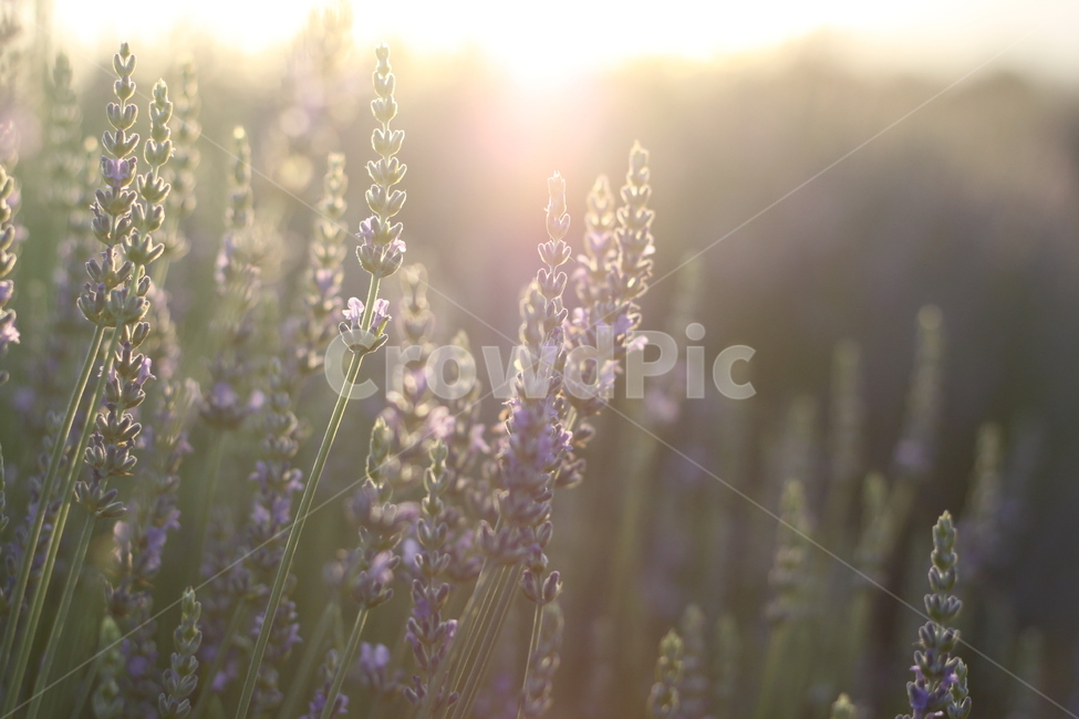 라벤더,꿀벌,보라색,감성,꽃,식물,자연,plants,nature,꽃,flower