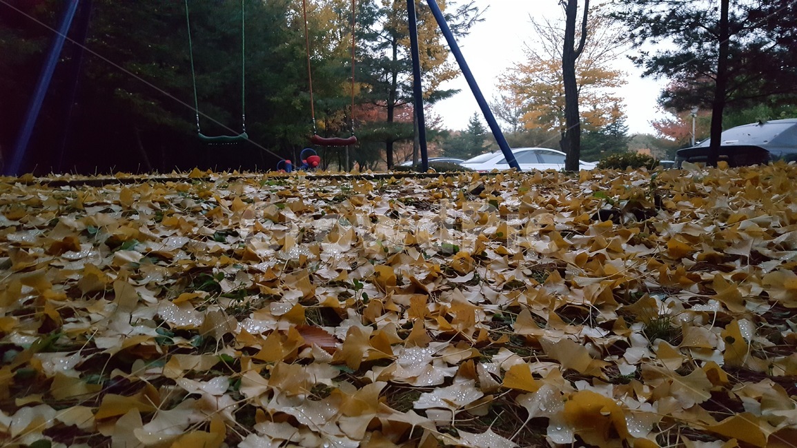 낙엽,단풍,은행잎,노랑,가을,가을,계절,fall,autumn,season,식물,자연,plants,nature