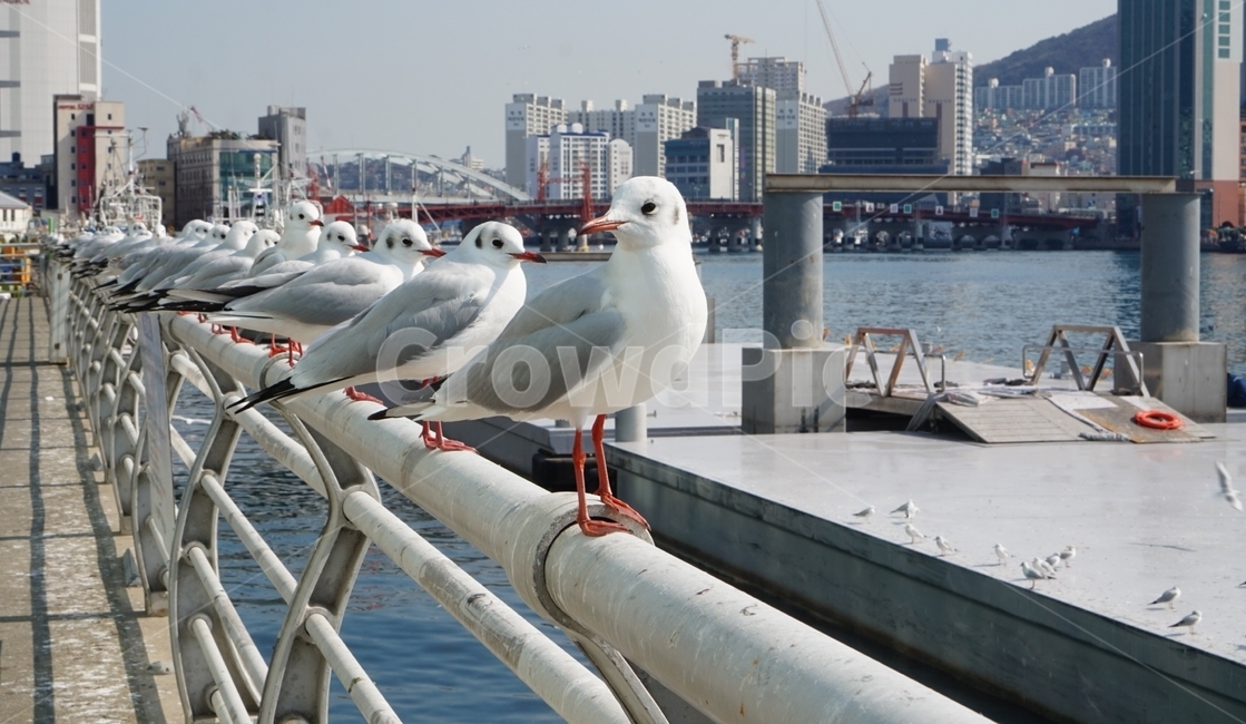 바다,갈매기,풍경,동물,부산,부산바다,자갈치시장,sea,seagull,landscape,animal,busan,busansea,jagalchimarket