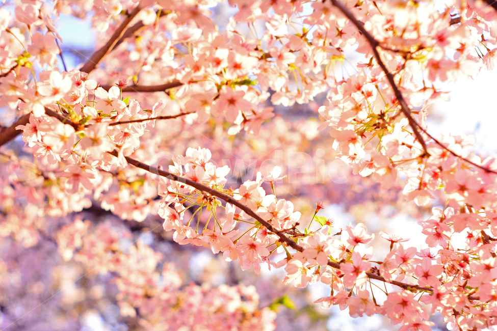 벚꽃,붐꽃,벚꽃축제,공원,시즌,계절,백그라운드,배경,바탕,spring,season,flowers,나무꽃,분홍색꽃,핑크색,pink,아름다운,화사한,화려한,예쁜,beautiful,background,3월,4월,꽃축제,체리블라썸,절정,만발,봄,계절,spring,season,식물,자연,plants,nature,꽃,flower,plant,blossom