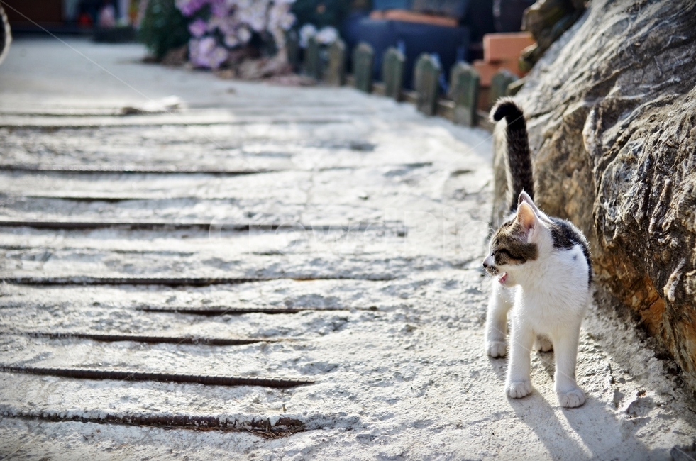 봄날,고양이,햇살,귀여움,포근함,따뜻함