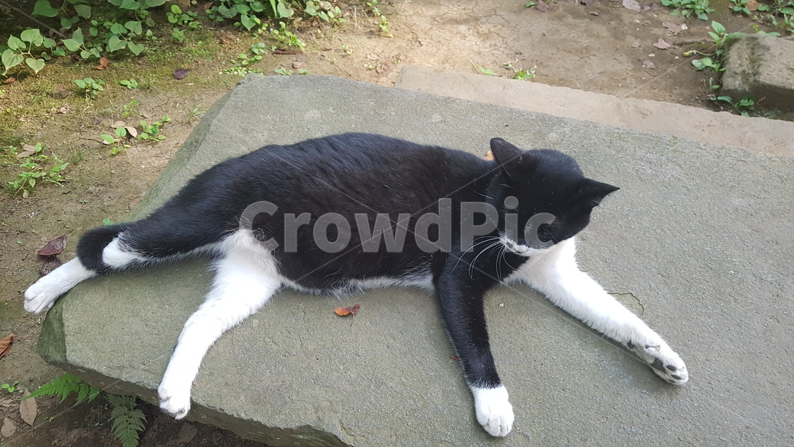 고양이,낮잠,여유,cat,nap