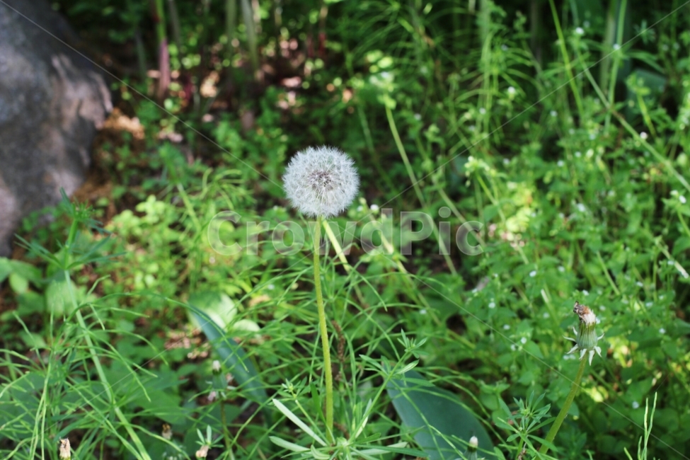 민들레,민들레씨,바람,식물,자연,풀,꽃씨,식물,자연,plants,nature,꽃,flower