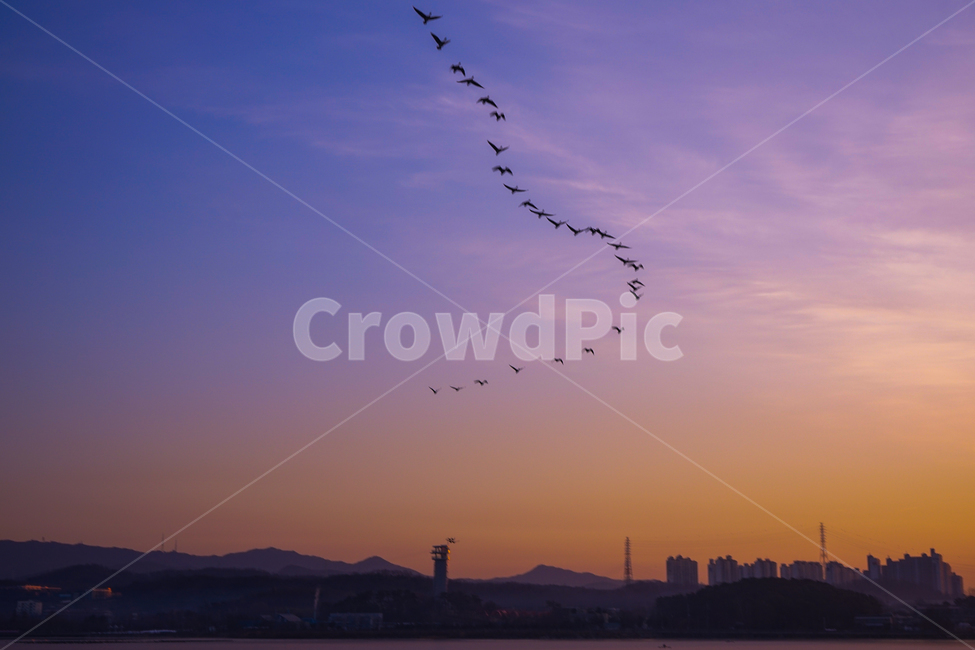 새,조류,동물,겨울철새,철새,이동,비행,새벽,여명,하늘,도시,풍경,city,landscape,실루엣,그림자,silhouette,shadow,flock,대군,animal,nature,자연,bird