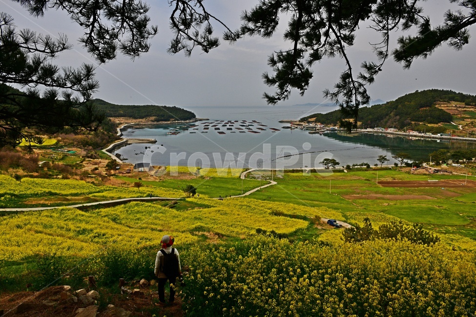 전남,완도,청산도,청산도유채밭,청산도슬로시티,유채밭,바다,해안가,outdoors,옥외,nature,자연,츅제,봄꽃,계절,경치,경관,풍경,어촌,농업,농사,person,사람,human,인간,farm,농장,rural,농촌,meadow,목초지,자연,풍경,nature,landscape,한국자연풍경,한국자연경관,korea nature landscape