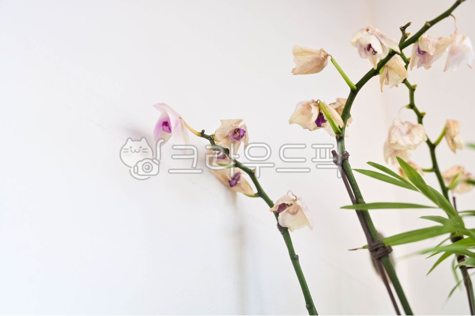 I am,death,plant,wind orchid,dead flower,withered flower,flower arrangement,orchid