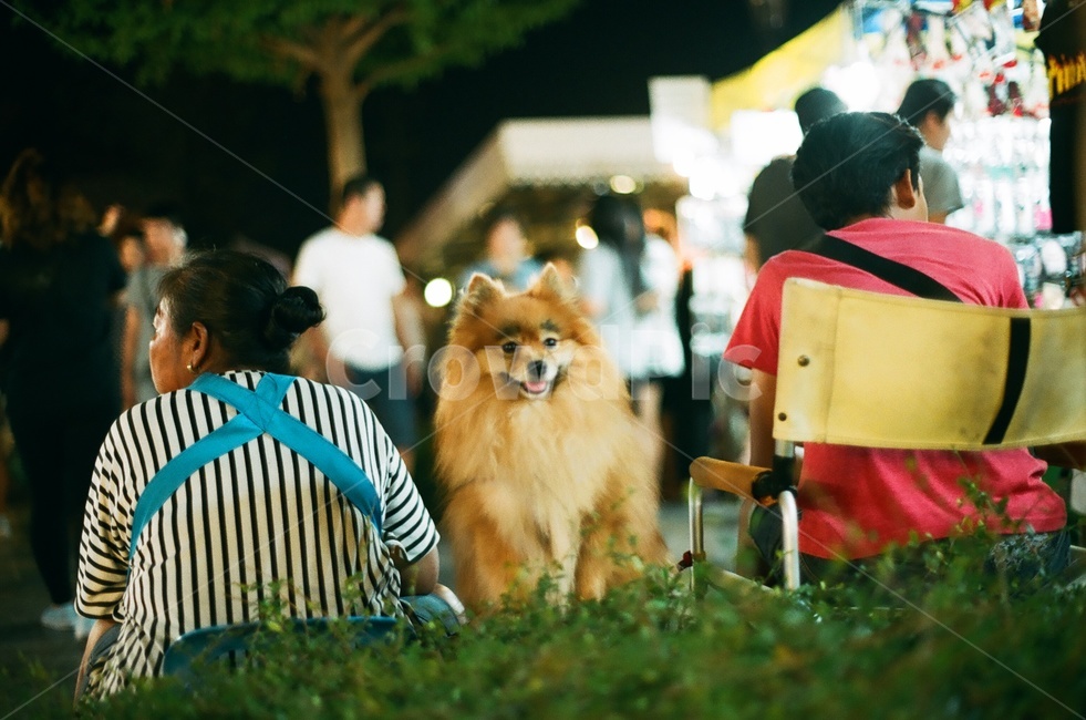 강아지,귀여움,휴식,나들이,산책